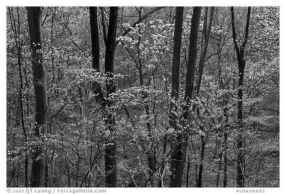 Redbud and Dogwood in bloom near the Northern Entrance, evening. Shenandoah National Park, Virginia, USA.