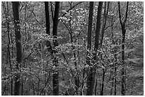Redbud and Dogwood in bloom near the Northern Entrance, evening. Shenandoah National Park, Virginia, USA. (black and white)
