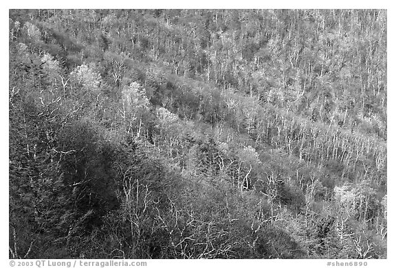 Slope covered with bare trees near Little Stony Man, early spring. Shenandoah National Park (black and white)