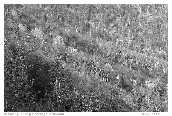 Slope covered with bare trees near Little Stony Man, early spring. Shenandoah National Park, Virginia, USA.