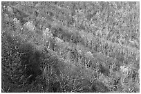 Slope covered with bare trees near Little Stony Man, early spring. Shenandoah National Park ( black and white)