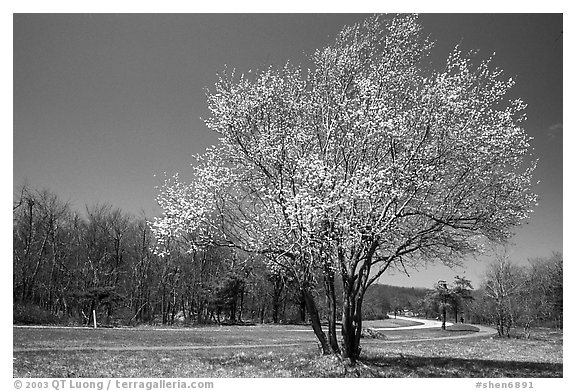 Tree in bloom, Big Meadow, mid-day. Shenandoah National Park, Virginia, USA.