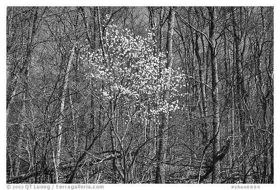 Tree in bloom amidst bare trees near Bear Face trailhead, afternoon. Shenandoah National Park, Virginia, USA.