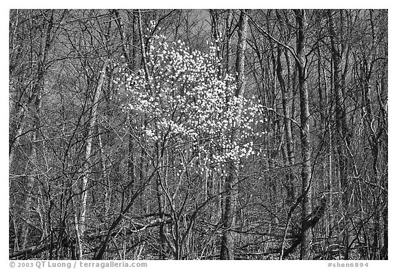 Tree in bloom amidst bare trees near Bear Face trailhead, afternoon. Shenandoah National Park, Virginia, USA.