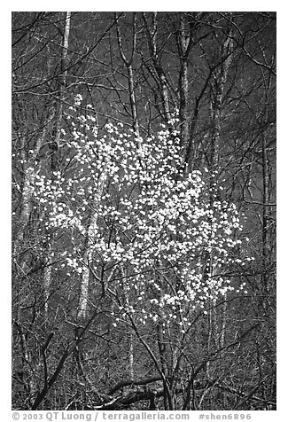 Tree blossoming  amidst bare trees. Shenandoah National Park (black and white)
