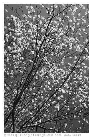 Blossoming tree against blue sky. Shenandoah National Park, Virginia, USA.