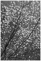 Blossoming tree against blue sky. Shenandoah National Park, Virginia, USA. (black and white)
