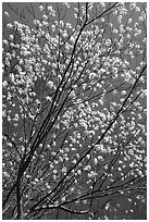 Blossoming tree against blue sky. Shenandoah National Park ( black and white)