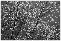 Tree branches covered with blossoms. Shenandoah National Park, Virginia, USA. (black and white)