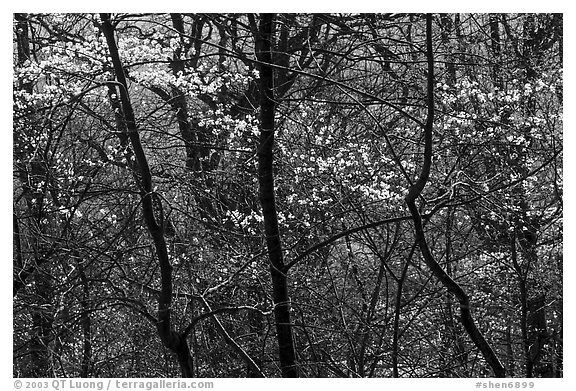 Backlit dogwoods in forest, afternoon. Shenandoah National Park (black and white)