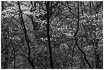 Backlit dogwoods in forest, afternoon. Shenandoah National Park ( black and white)