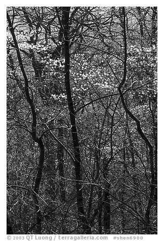 Twisted trunks and dogwood trees in forest. Shenandoah National Park, Virginia, USA.