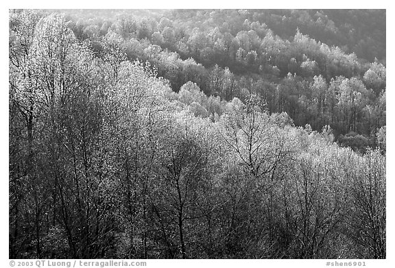 Trees in the spring, late afternoon, Hensley Hollow. Shenandoah National Park, Virginia, USA.