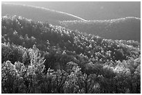 Trees and ridgelines in the spring, late afternoon. Shenandoah National Park, Virginia, USA. (black and white)