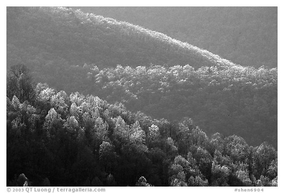 Trees and ridgelines in the spring, late afternoon. Shenandoah National Park, Virginia, USA.