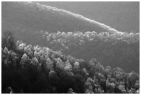 Trees and ridgelines in the spring, late afternoon. Shenandoah National Park, Virginia, USA. (black and white)