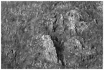 Rocky outcrops and trees at sunrise. Shenandoah National Park ( black and white)