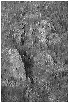 Bare trees and rocky outcrops on hillside near Little Stony Man. Shenandoah National Park, Virginia, USA. (black and white)