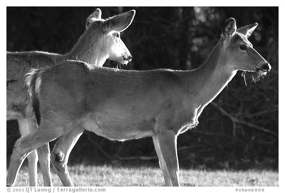 Whitetail Deers, early morning. Shenandoah National Park, Virginia, USA.