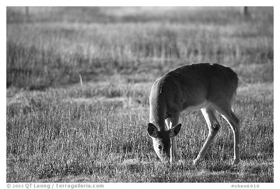 Whitetail Deer grazing in Big Meadows, early morning. Shenandoah National Park (black and white)