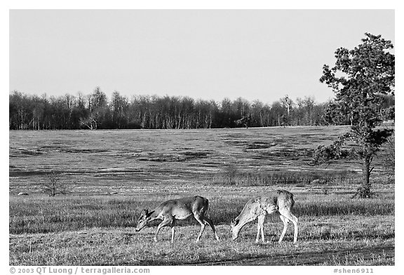 Whitetail Deer in Big Meadows, early morning. Shenandoah National Park (black and white)