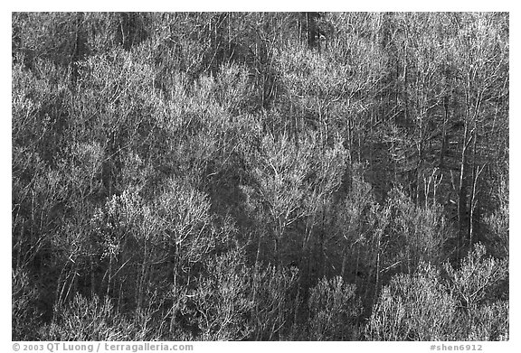 Bare trees on a hillside, morning. Shenandoah National Park, Virginia, USA.