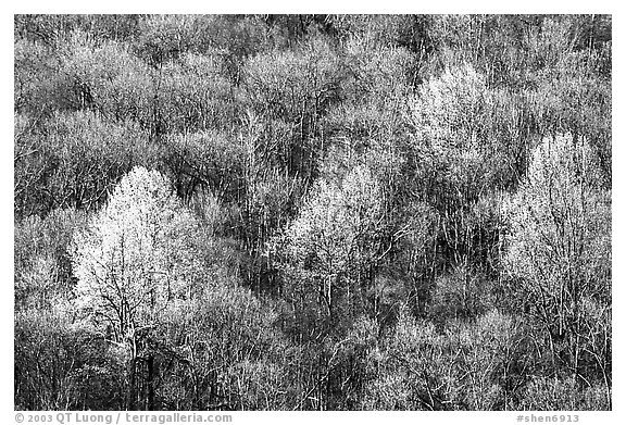 Trees with early foliage amongst bare trees on a hillside, morning. Shenandoah National Park, Virginia, USA.