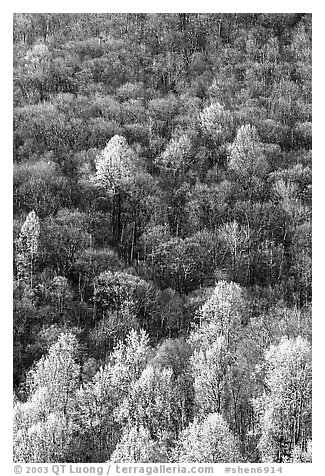 Trees with early foliage amongst bare trees on a hillside, morning. Shenandoah National Park (black and white)