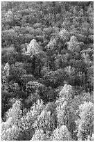 Trees with early foliage amongst bare trees on a hillside, morning. Shenandoah National Park ( black and white)