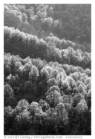 Backlit trees on hillside in spring, morning. Shenandoah National Park (black and white)