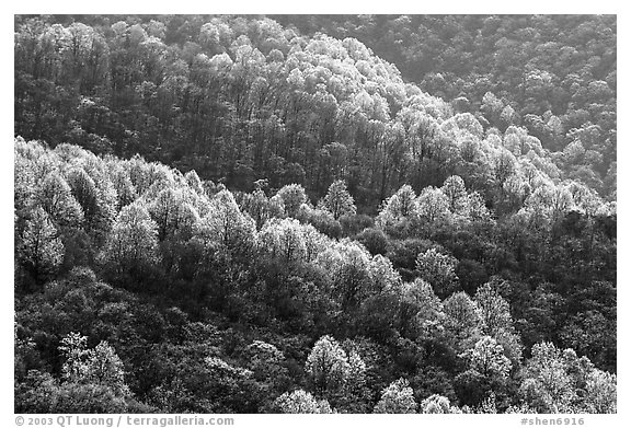 Backlit trees on hillside in spring, morning. Shenandoah National Park (black and white)