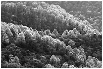 Backlit trees on hillside in spring, morning. Shenandoah National Park, Virginia, USA. (black and white)