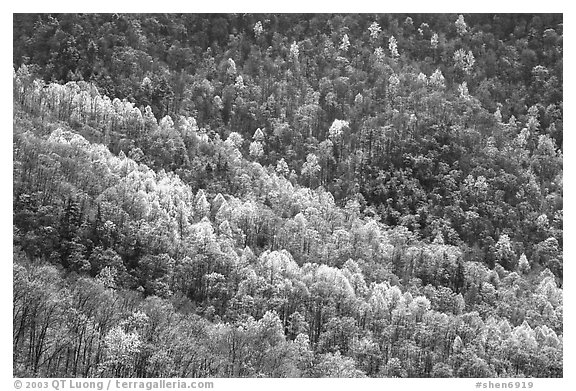 Backlit trees on hillside in spring, morning. Shenandoah National Park (black and white)
