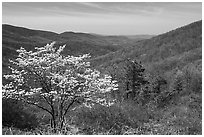 Tree in bloom and hills in early spring. Shenandoah National Park, Virginia, USA. (black and white)
