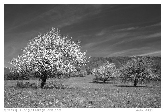 Trees in bloom in grassy meadow. Shenandoah National Park (black and white)