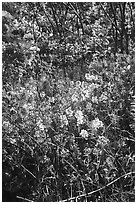 Pink and white summer wildflowers. Shenandoah National Park ( black and white)