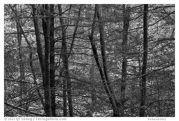 Tree trunks and branches against a backdrop of fall colors. Shenandoah National Park, Virginia, USA.