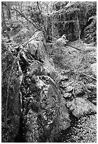 Waterfall of the Rose River and fall colors. Shenandoah National Park ( black and white)