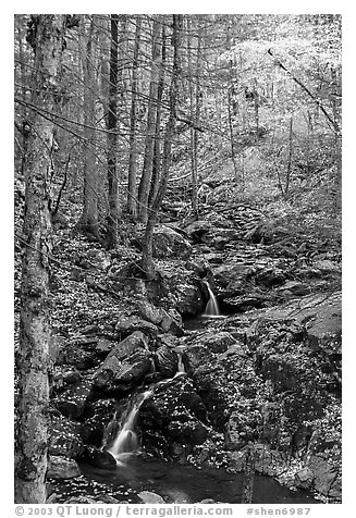 Cascades in fall, Hogcamp Branch of the Rose River. Shenandoah National Park (black and white)