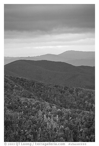 Hillside and receding ridges in autumn. Shenandoah National Park (black and white)
