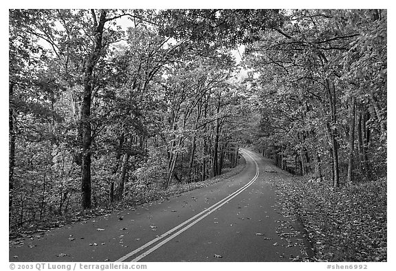 Skyline Drive in autumn. Shenandoah National Park (black and white)