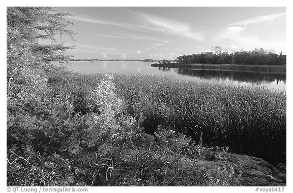 Grasses at Black Bay narrows. Voyageurs National Park, Minnesota, USA.