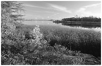 Grasses at Black Bay narrows. Voyageurs National Park, Minnesota, USA. (black and white)