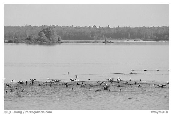 Birds in Black Bay. Voyageurs National Park (black and white)