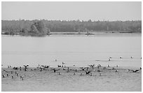 Birds in Black Bay. Voyageurs National Park, Minnesota, USA. (black and white)