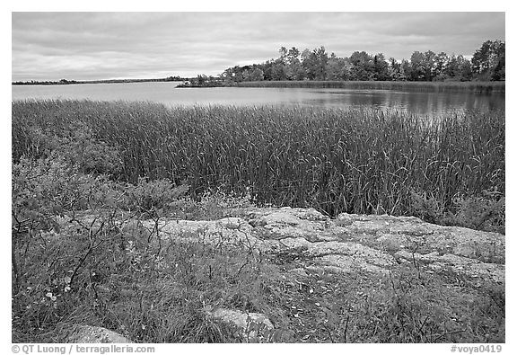 Grasses and red plants at Black Bay narrows on a cloudy day. Voyageurs National Park, Minnesota, USA.