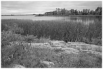 Grasses and red plants at Black Bay narrows on a cloudy day. Voyageurs National Park, Minnesota, USA. (black and white)