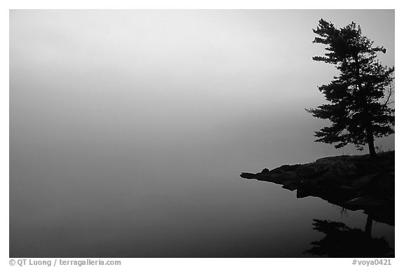 Tree in morning fog, Woodenfrog, Kabetogama Lake. Voyageurs National Park (black and white)