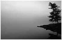 Tree in morning fog, Kabetogama lake near Woodenfrog. Voyageurs National Park, Minnesota, USA. (black and white)