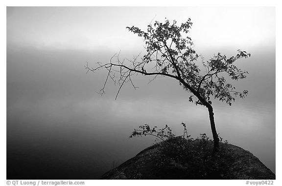 Tree in morning fog, Kabetogama lake near Woodenfrog. Voyageurs National Park, Minnesota, USA.